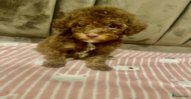 Maltipoo dogs - Advert 1