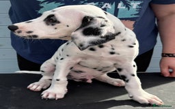 Dalmatian dogs for sale: One gorgeous KC registered Dalmatian puppy - Image 7
