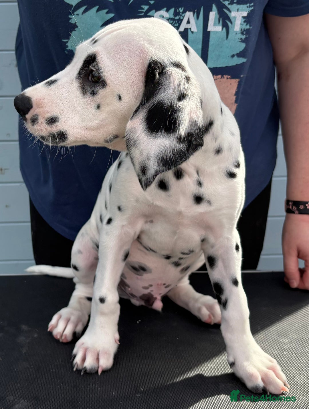 Dalmatian dogs for sale: One gorgeous KC registered Dalmatian puppy - Image 7