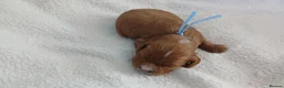 Cavapoo dogs for sale: F1 CAVAPOO PUPPIES  in Stevenage - Advert 27