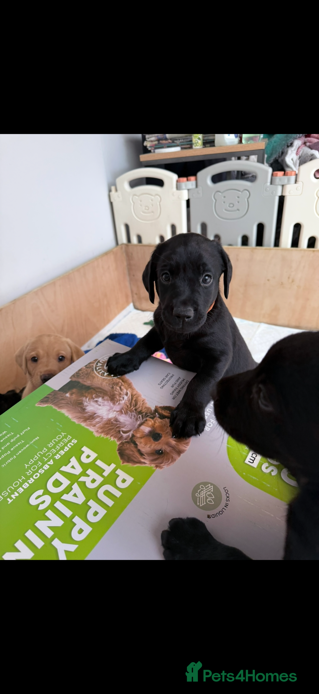 Labrador Retriever dogs for sale: Fantastic KC registered litter from FTCH lines - Image 8
