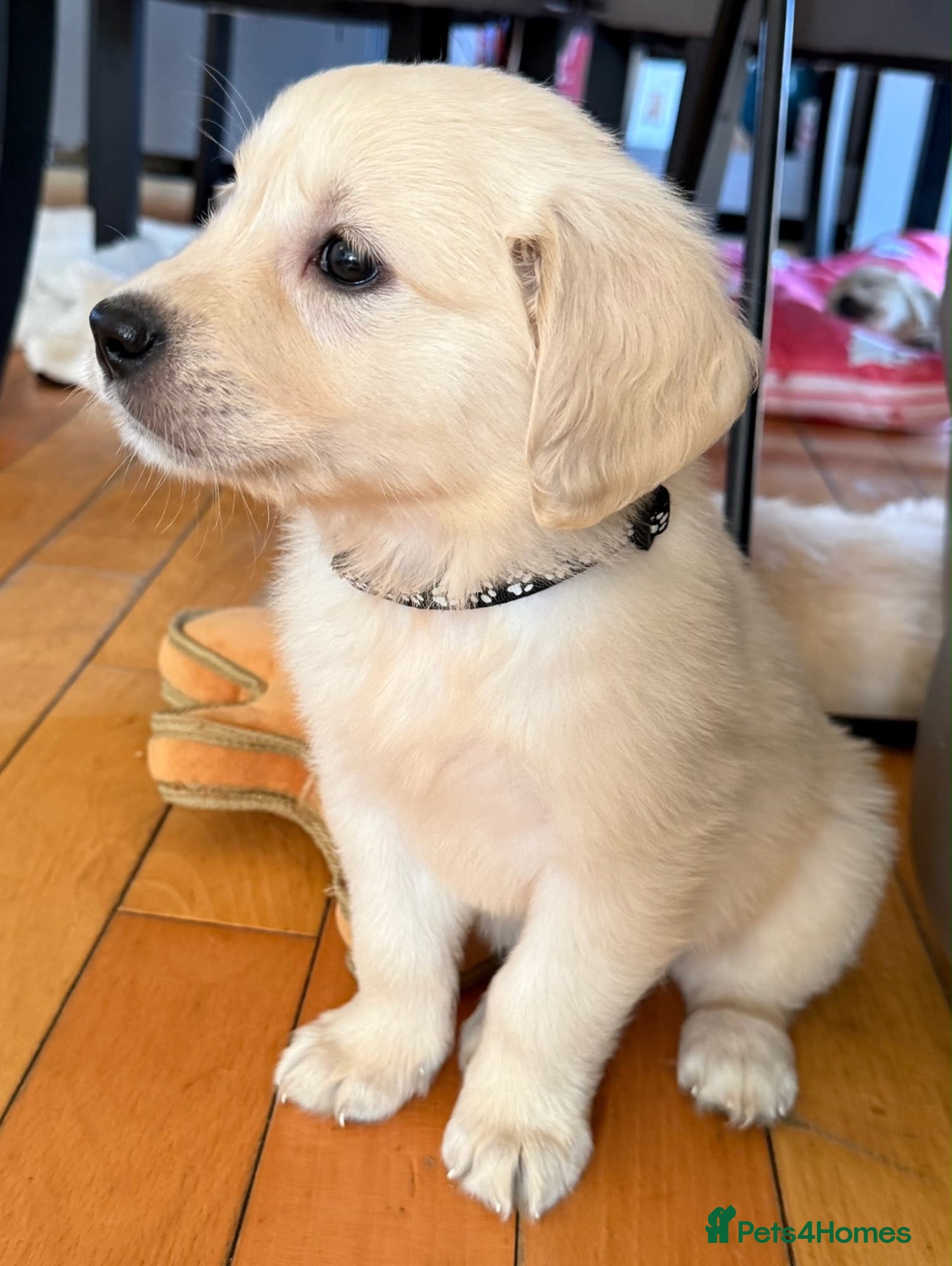 Golden Retriever dogs GRAND CHAMPIONS -English cream golden retrievers🌹 - Advert 2