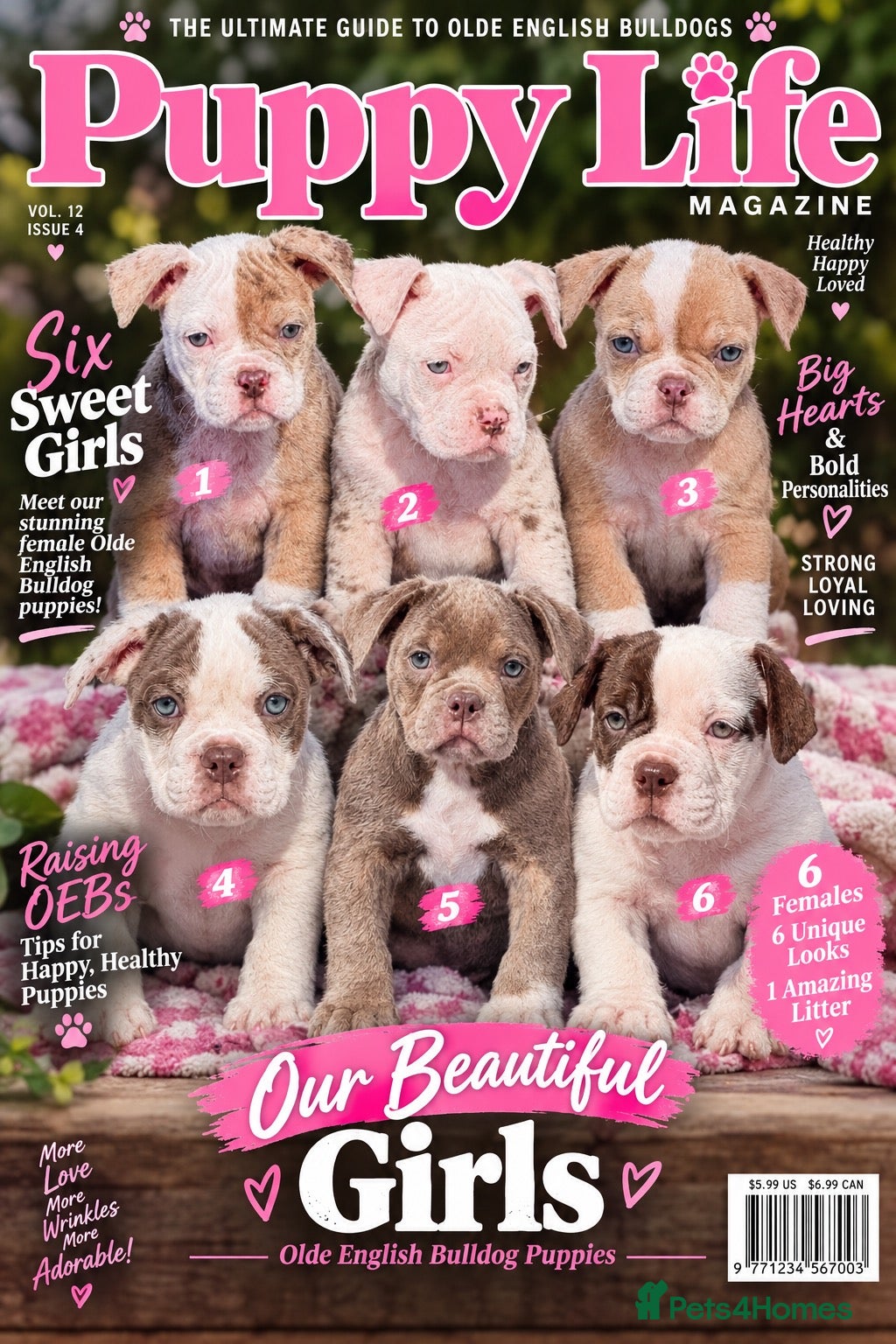 Olde English Bulldogge dogs DONT LET YOUR DREAMS JUST BE DREAMS  - Advert 3