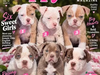 Olde English Bulldogge dogs DONT LET YOUR DREAMS JUST BE DREAMS - Advert 3