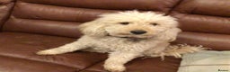 Miniature Poodle dogs for sale: MINIATURE POODLE  neutered male 4yrs old - Advert 3