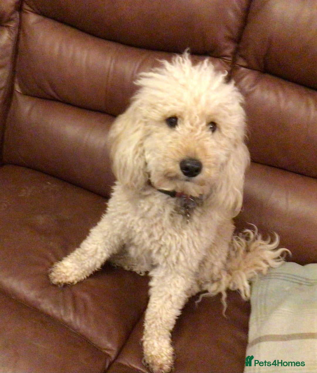 Miniature Poodle dogs for sale: MINIATURE POODLE  neutered male 4yrs old - Advert 3