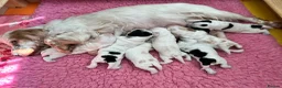 Cocker Spaniel dogs for sale: Gorgeous Show Type Cocker Spaniel Puppies KC Reg - Advert 1