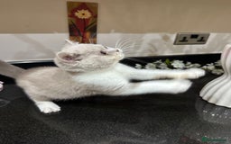 British Shorthair cats for sale: Blue/Lilac/Bicolour & Tortie Full Pedigree Reg BSH - Image 13