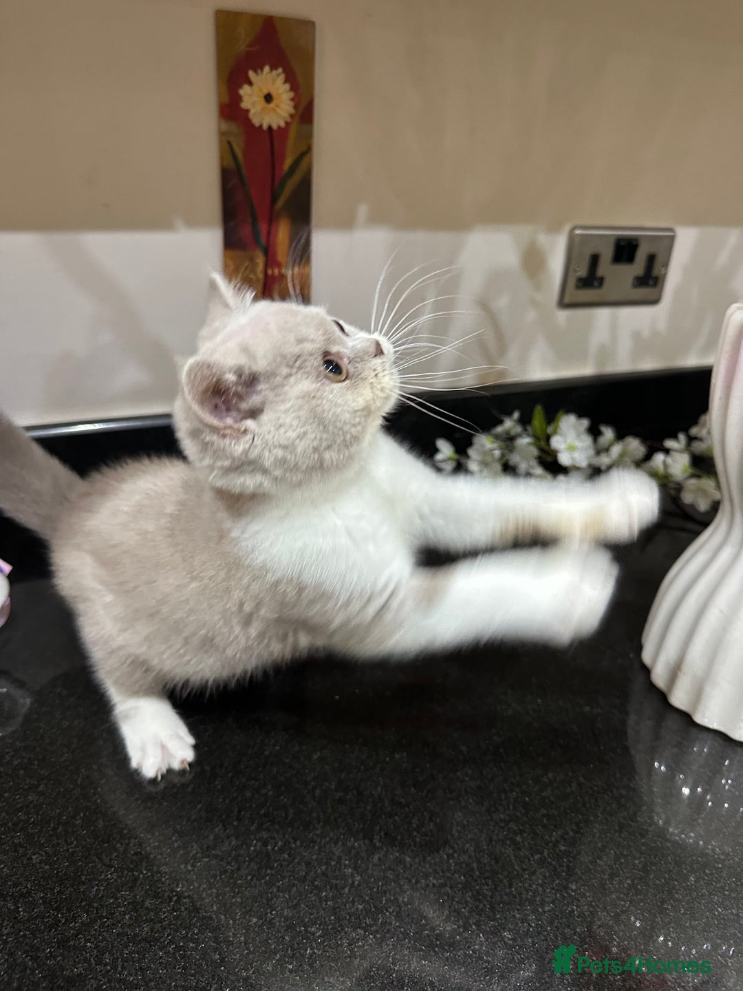 British Shorthair cats for sale: Blue/Lilac/Bicolour & Tortie Full Pedigree Reg BSH - Image 13