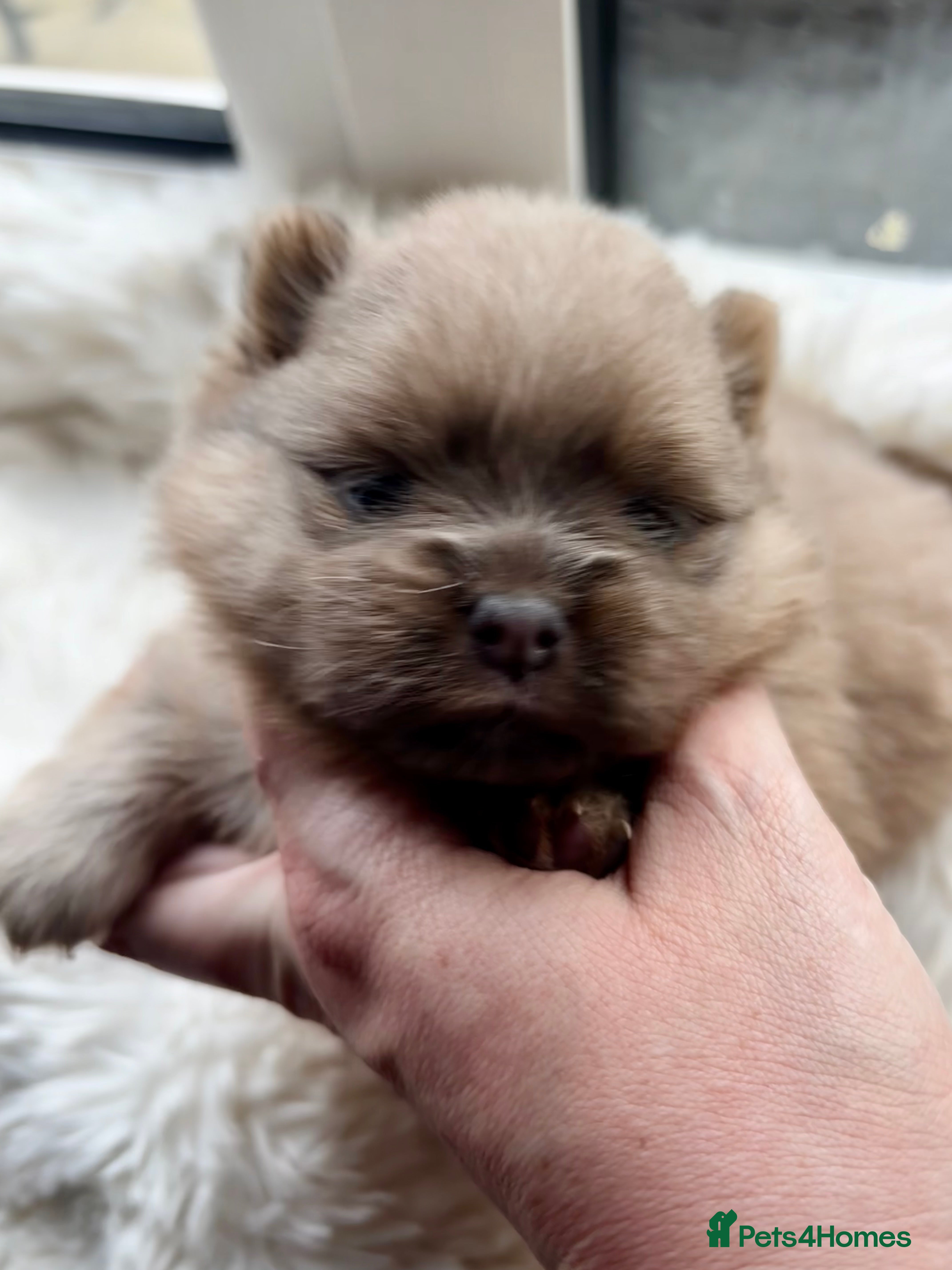 Pomeranian dogs Rare KC Lilac, Blue and Blue Sable Pups!  - Advert 3