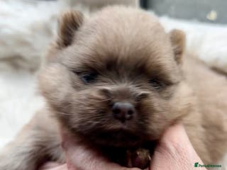 Pomeranian dogs Rare KC Lilac, Blue and Blue Sable Pups! - Advert 9