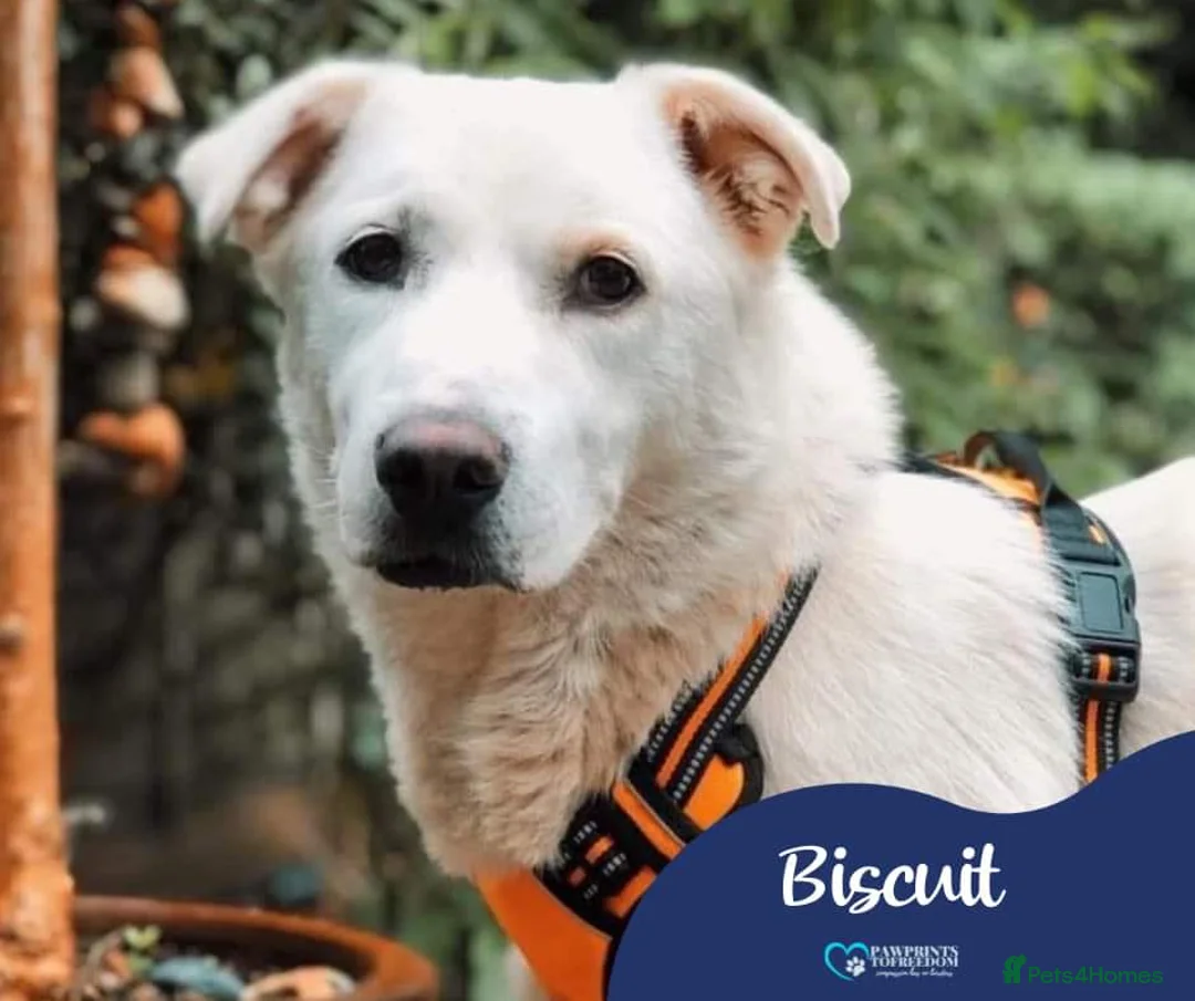 Mixed Breed dogs for adoption: Meet Biscuit, currently residing in Hampshire  in Havant - Advert 1