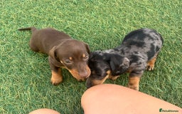 Dachshund dogs for sale: Dachshund Puppies - Image 5