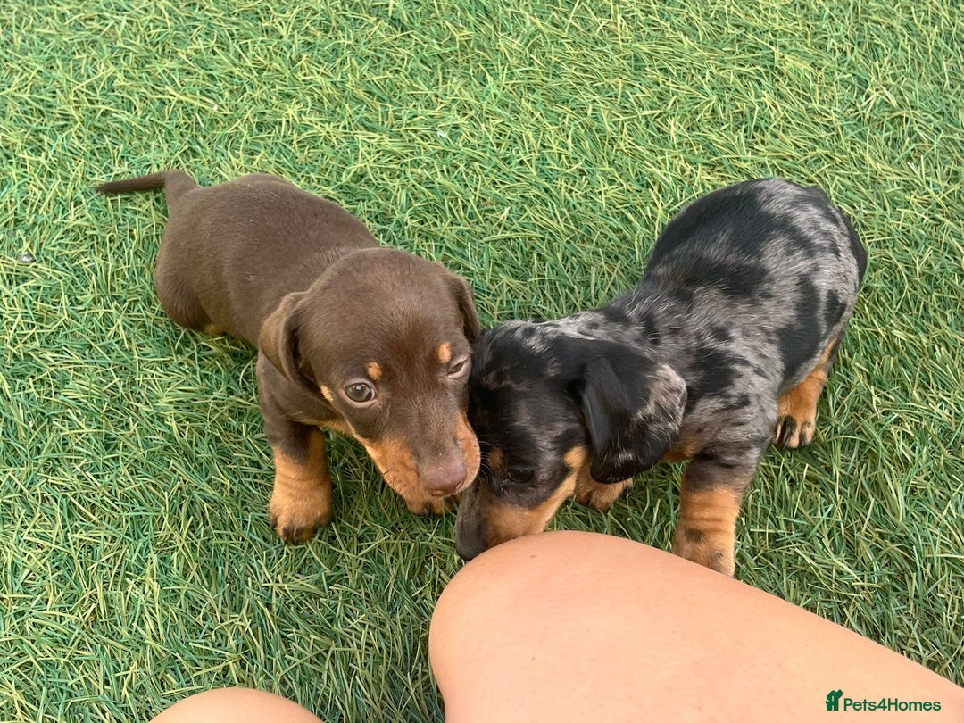 Dachshund dogs for sale: Dachshund Puppies - Image 5
