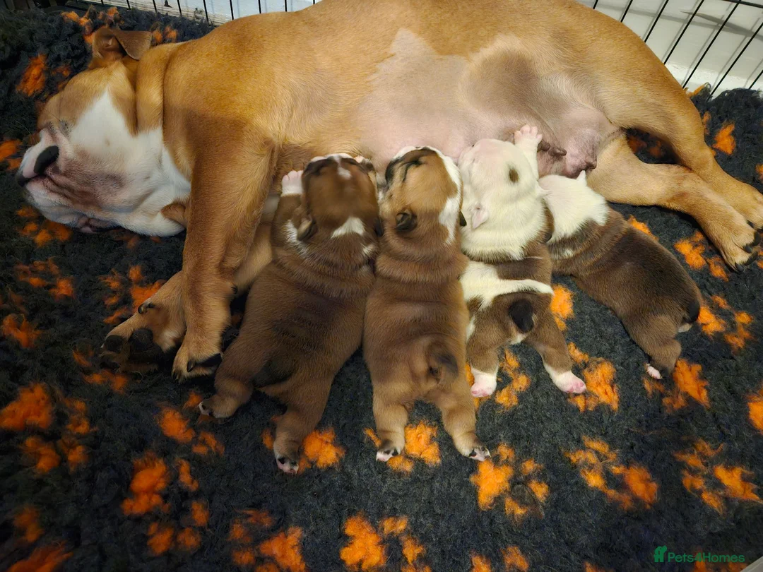 English Bulldog dogs for sale: 2 fantastic red british girls. - Advert 6