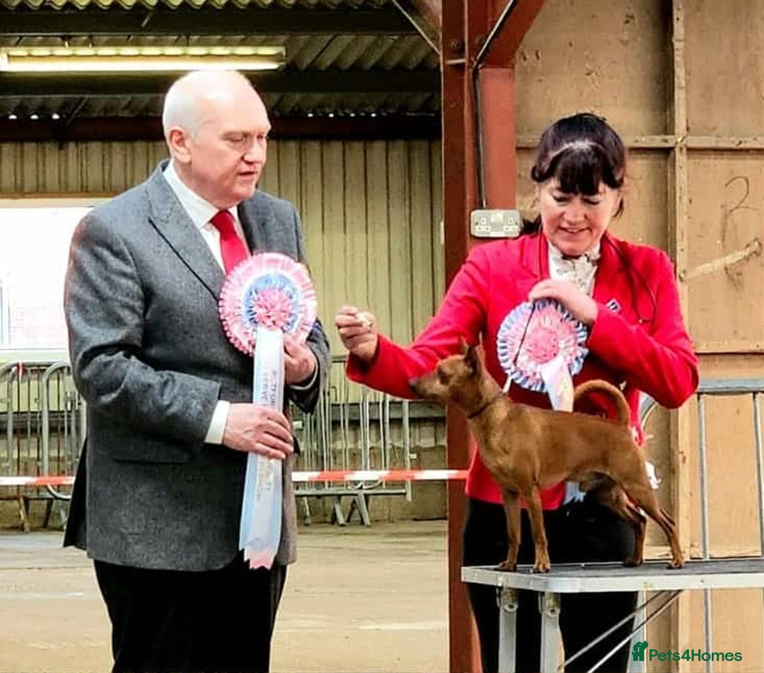 Miniature Pinscher dogs for sale: LAST PUPPY - LADYLUCKPINS KC MIN PINS - Advert 23