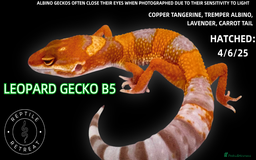 Leopard Gecko reptiles for sale: LEOPARD GECKOS AVAILABLE!! - NEW BABIES!  in Swadlincote - Image 8