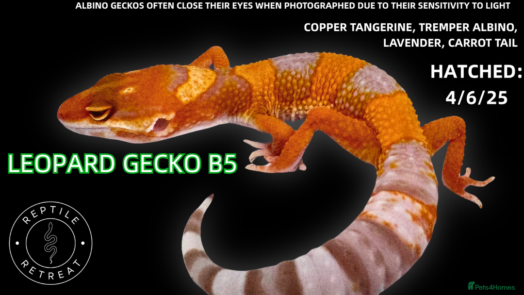 Leopard Gecko reptiles for sale: LEOPARD GECKOS AVAILABLE!! - NEW BABIES!  in Swadlincote - Image 8