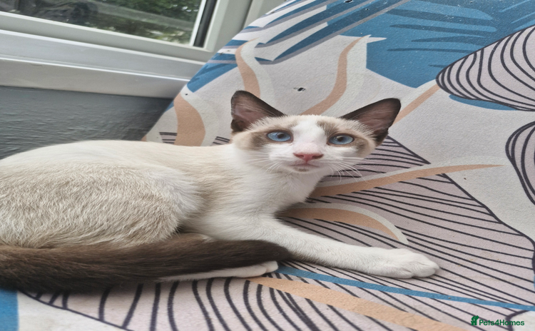 Snowshoe cats - Advert 1