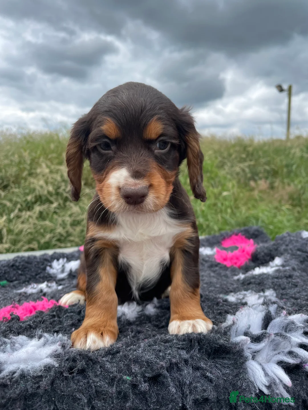 Cocker Spaniel dogs for stud: Small Health Tested KC liver and tan Cocker Stud in Harrogate - Advert 15