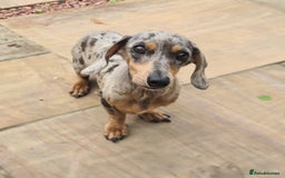 Miniature Dachshund dogs for sale: Beautuful small Blue dapple girl - Image 5
