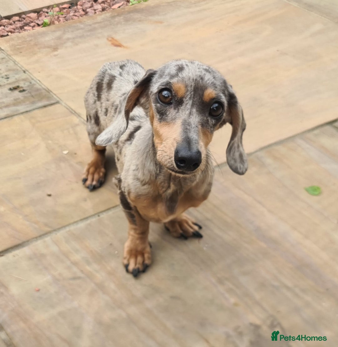 Miniature Dachshund dogs for sale: Beautuful small Blue dapple girl - Image 5