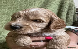 Cockapoo dogs for sale: F1 Cockapoo puppies  - Image 12