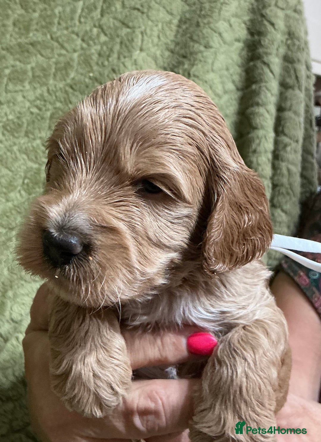 Cockapoo dogs for sale: F1 Cockapoo puppies  - Image 12
