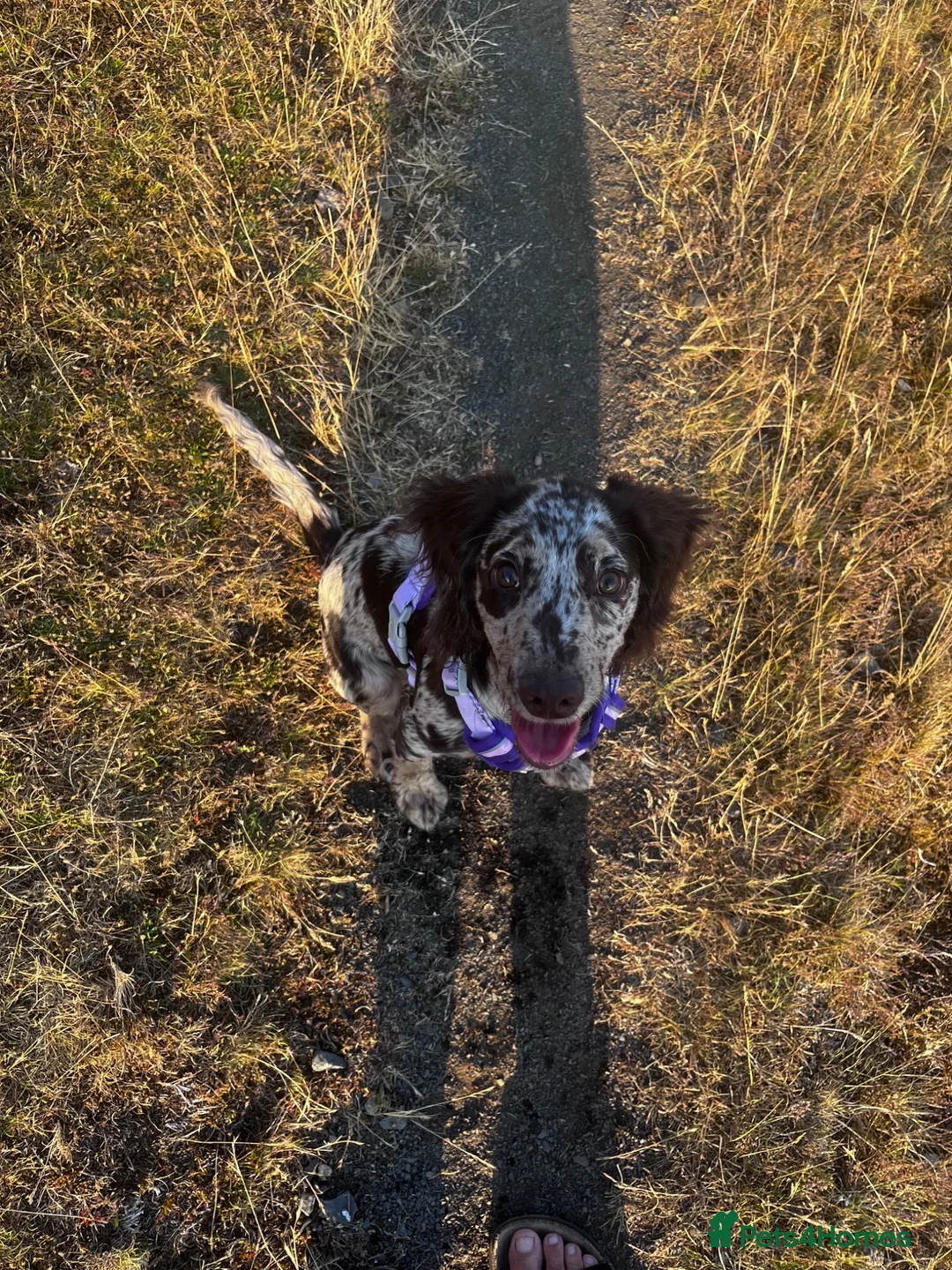 Sprocker dogs for sale: Sprocker spaniel  in Stourport-on-Severn - Advert 2