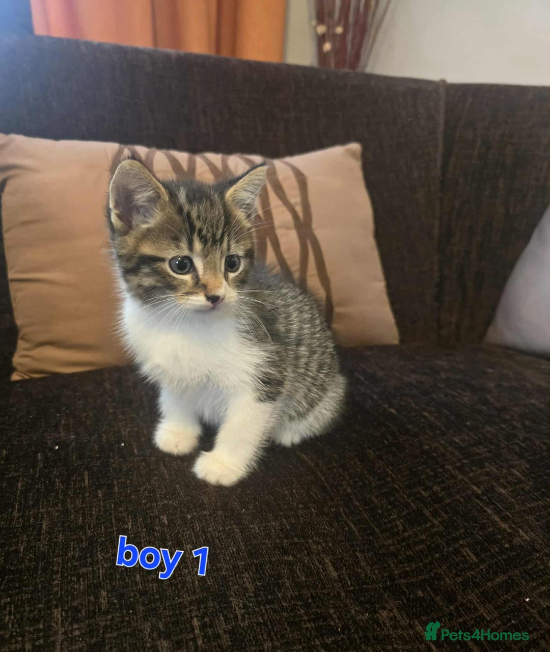Maine Coon cats for sale: Adorable kittens mixed maine coon - Image 2