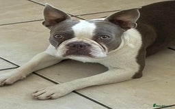 Mixed Breed dogs for sale: Last Stunning Frenchton Female Pup - Image 10