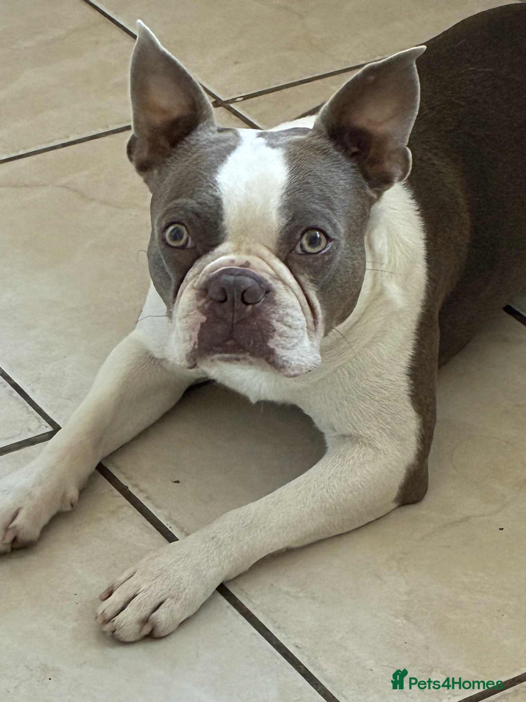 Mixed Breed dogs for sale: Last Stunning Frenchton Female Pup - Image 10