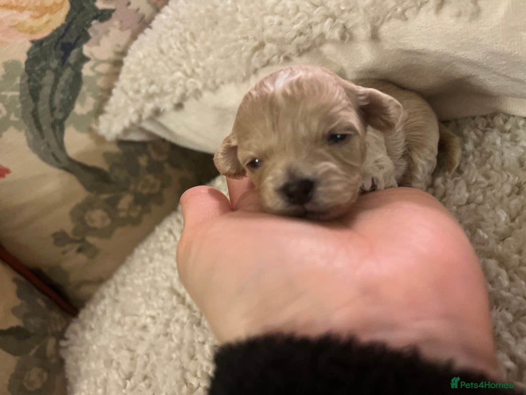 Maltipoo dogs for sale: family pet litter Mini Maltipoo puppies  - Advert 4