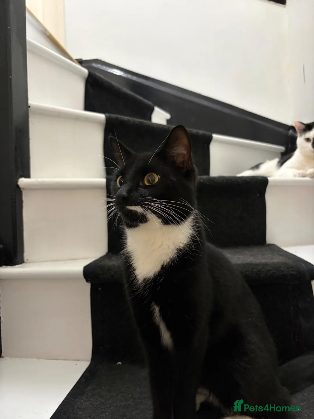 Domestic Shorthair cats for sale: Leo looking for his forever home. - Advert 5