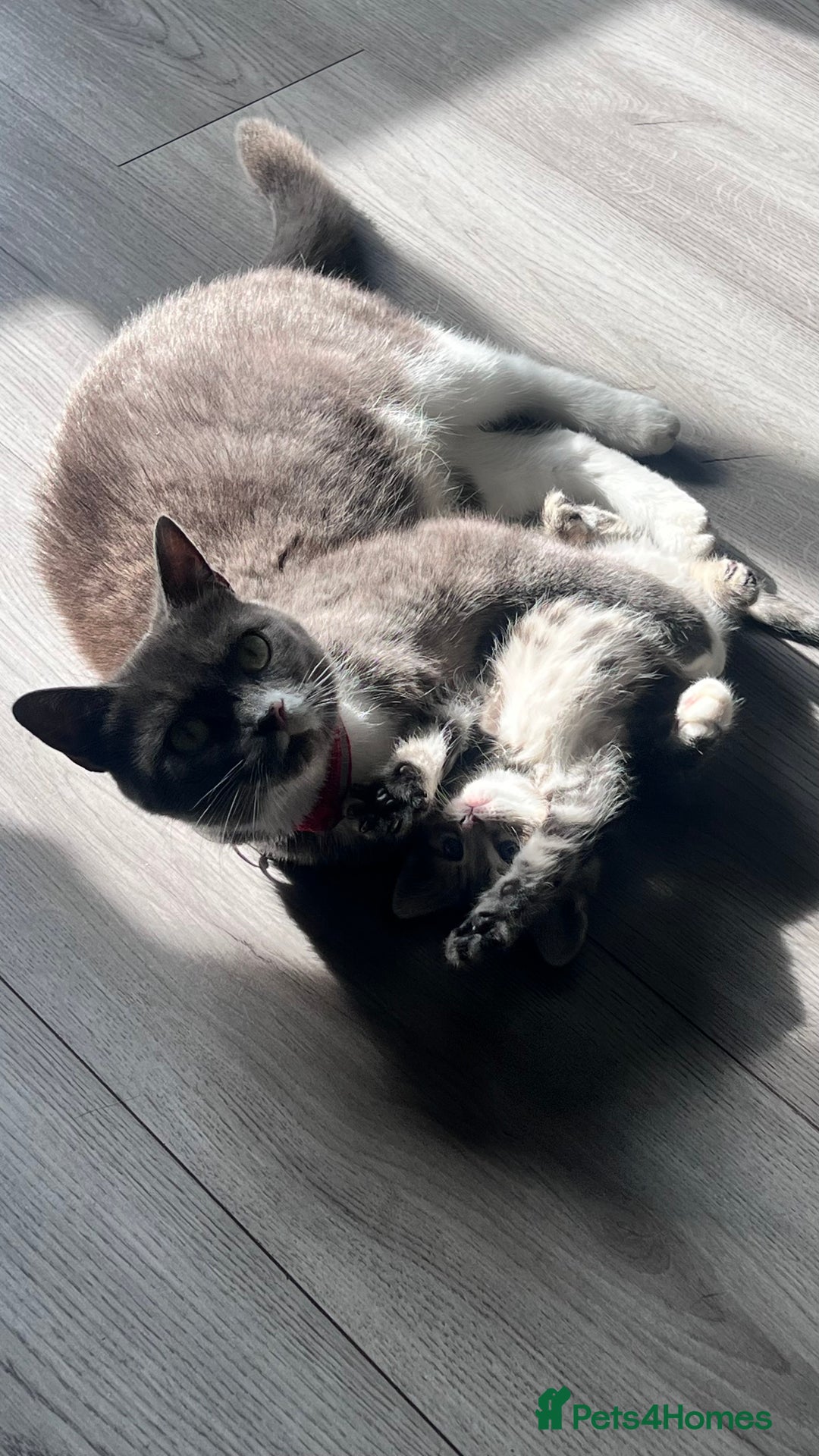 Mixed Breed cats for sale: 3 beautiful baby’s looking for their loving home  - Image 7
