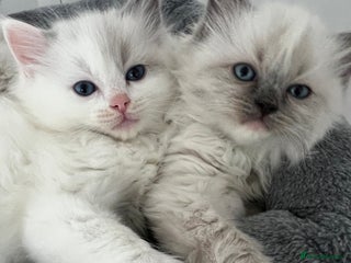 Ragdoll cats - Advert 26