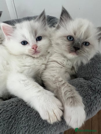 Ragdoll cats - Advert 5