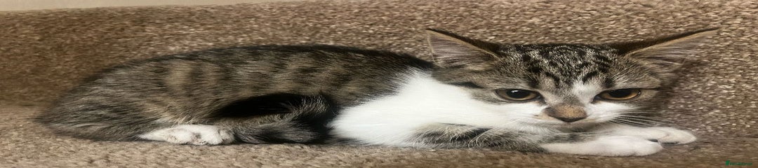 Mixed Breed Kitten 2