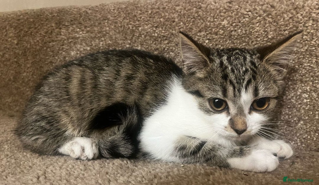 Mixed Breed cats for sale: Gorgeous British Shorthair / Bengal Kittens - Image 3