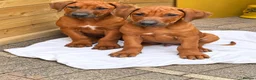 Rhodesian Ridgeback dogs for sale: KC RHODESIAN RIDGEBACK PUPPIES FOR SALE  - Advert 4