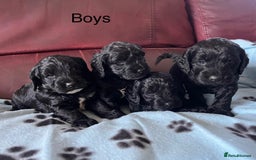 Cockapoo dogs for sale: Stunning litter of F1 Cockapoos - Image 6