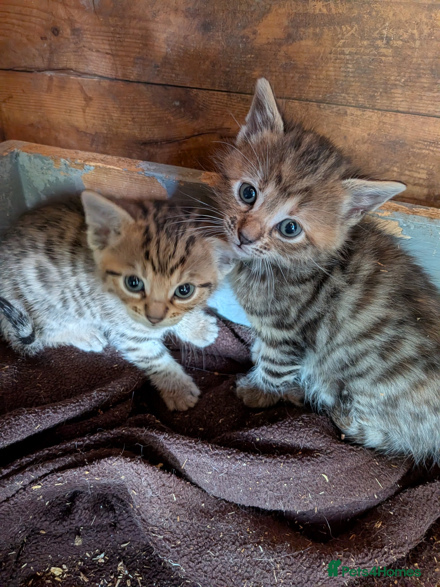 Mixed Breed cats Gorgeous Bengal X Kittens - Advert 16