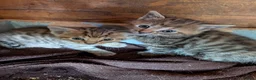 Mixed Breed cats for sale: Ready to leave... Gorgeous Bengal X Kittens - Advert 18