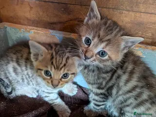 Mixed Breed cats Gorgeous Bengal X Kittens - Advert 16
