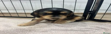 Cockapoo 2