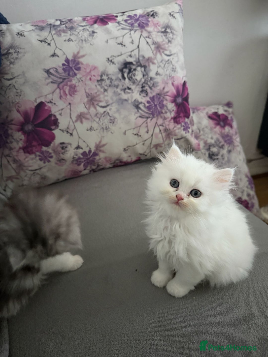 Persian cats for sale: Persian kittens, 3 boys and 1 girl - Advert 4