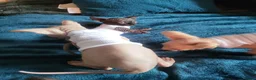 Sphynx cats for sale: Last Canadian Sphynx looking for his forever home - Advert 11