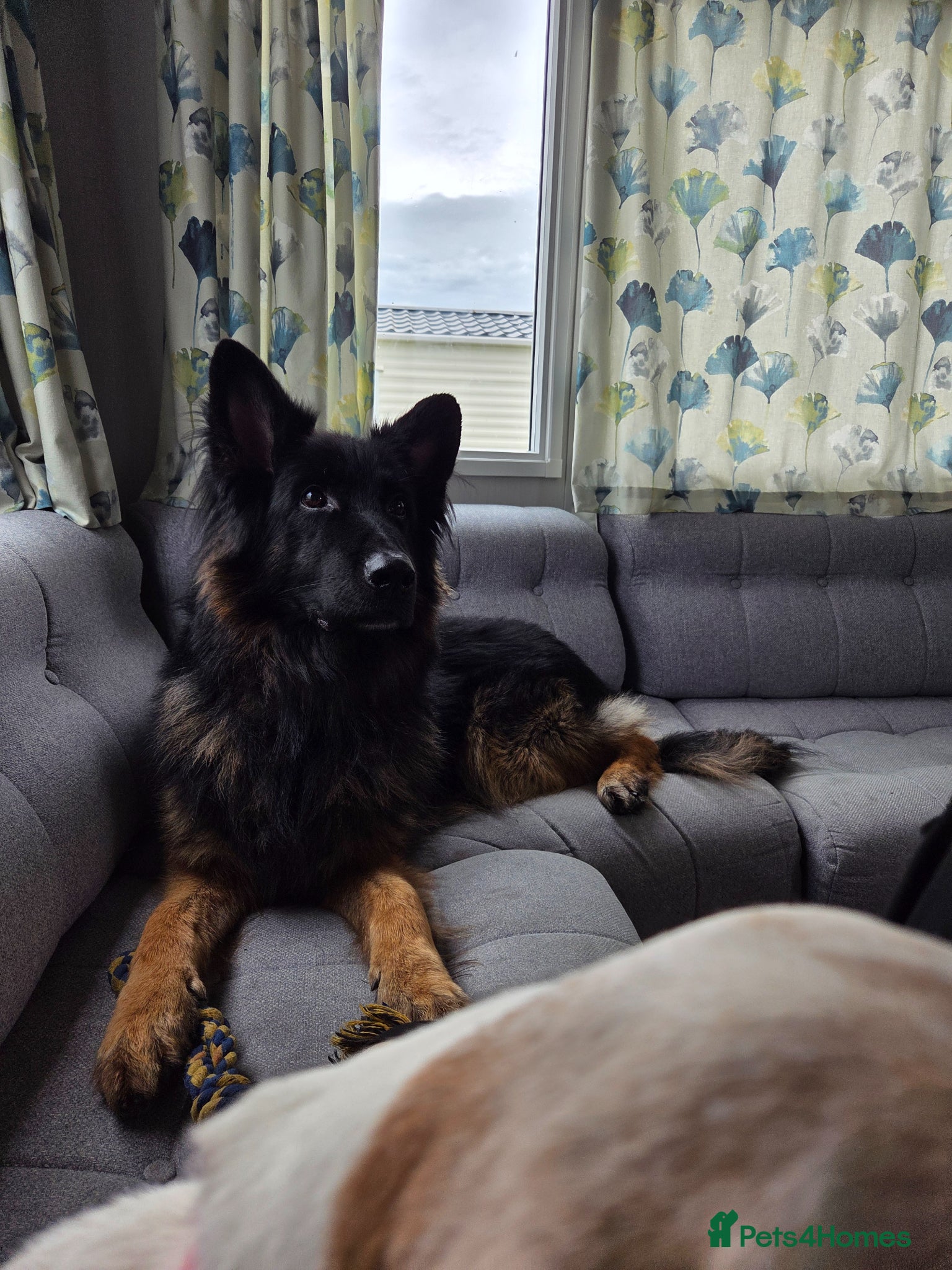 German Shepherd dogs Chas the GSD - Advert 1