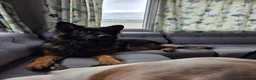 German Shepherd dogs for sale: Chas the GSD - Advert 1
