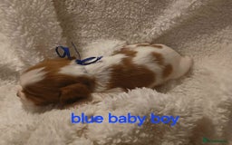 Cavalier King Charles Spaniel dogs for sale: Health tested Cavalier King Charles  - Image 14
